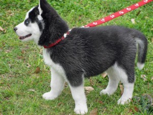 Male and female Blue eyes Siberian Husky Puppies for adoption..