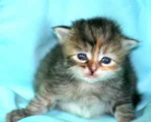 ADORABLE SIBERIAN KITTENS FOR ADOPTION