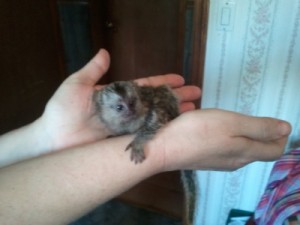 Male and Female Marmoset Monkeys Ready to go