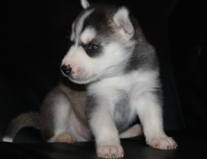 AKC Siberian Husky Puppies