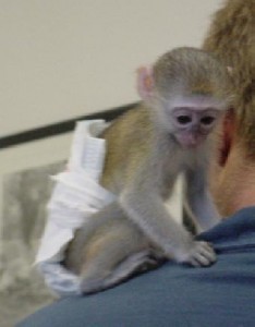 Capuchin monkey on adoption