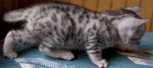 CUTE BENGAL KITTENS FOR RE-HOMING