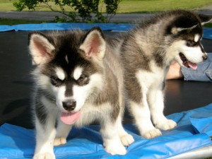 AKC purebred Alaskan Malamute puppies