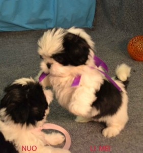 * Shih-Tzu Puppies*