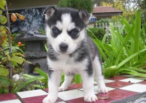 pls text 413-489-2502 for the AKC registered female Siberian Husky puppies