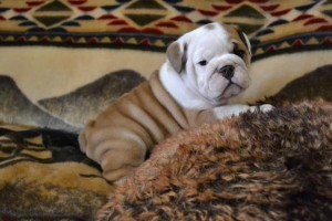 cute and adorable English Bulldog for Adoption