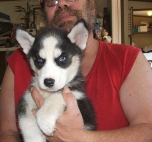 Most Gorgeous Siberian husky puppies For Re-Homing .