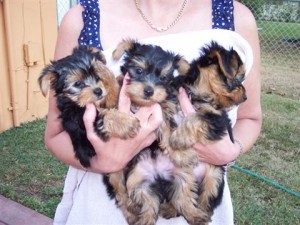 Nice Tea Cup Yorkie Puppies for good and caring homes