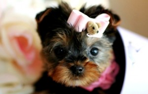 Micro Pocket Teacup Yorkie For Adoption (619) 842-7588