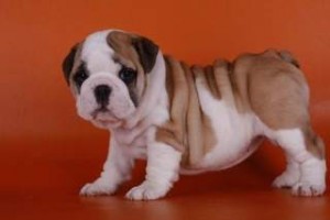 English Bulldog Puppies for Adoption