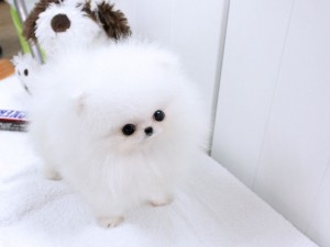 Affectionate Teacup Pomeranian Puppies! Contact (215) 664-7562
