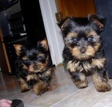 Affectionate male and female teacup yorkie puppies available