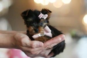 Adorable and very cuddly yorkie (401) 526-0934