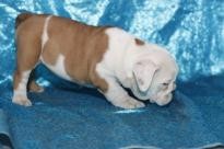 Affectionate male and female English Bulldog puppies available