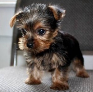 Adorable and very cuddly T-cup Yorkie puppies available