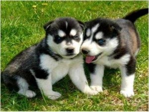 Awesome blue eyes siberian husky puppies just atext at (845) 459-4402