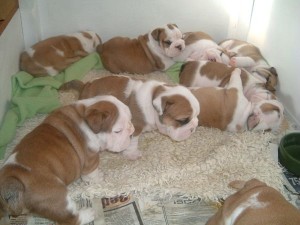 7 english bulldog puppies