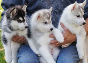 Lovely Siberian Husky Puppies In Need Of A Good Home.