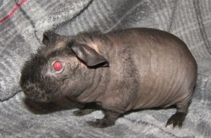 Skinny Pig For Sale (Hairless Guinea Pig)