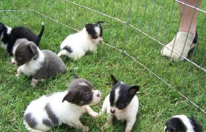 6 Chihuahua puppies Looking For New Home