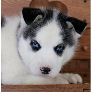 ***Gorgeous Male and Female Siberian Husky Puppies.***