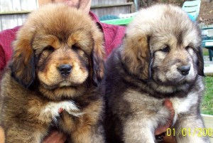 Tibetan mastiff Puppies for adoption(rare)