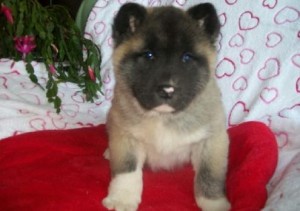 Gorgeous Akita Puppies Available