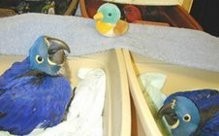 Hyacinth Macaw Birds For Re Homing To Any Loving HOME TEXT AT (209) 813-0637