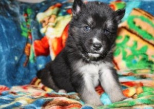 cute Siberian Husky Puppies For Sale