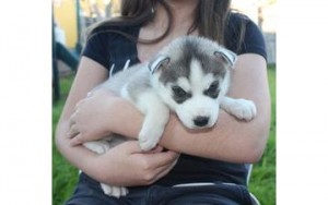 Most Gorgeous Siberian husky puppies for Re-homing .