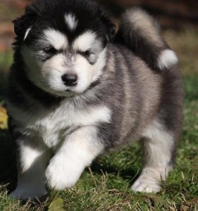 alaskan malamute puppies for adoption