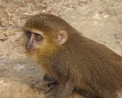 lesula monkey