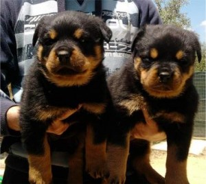 PureBreed Rottweiler Puppies For adoption.text us now (760) 823-7180