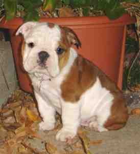 cute and lovely english bull dog for sell