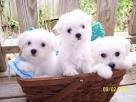 cute maltese puppies ready for new homes