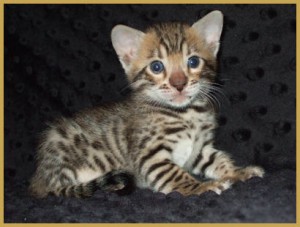 Wonderful Male And Female Bengal Kittens Available For Sale