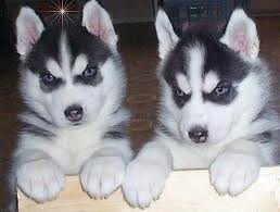 It a SUPRISE Blue eyed male and female Siberian Huskies for adoption text us now at (917)410-0027