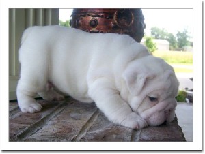 AVAILABLE NOW BEAUTIFUL ENGLISH BULLDOG PUPPIES FOR ADOPTION AND FOR ANY GOOD HOME GET BACK TO ME FOR MORE INFORMATION