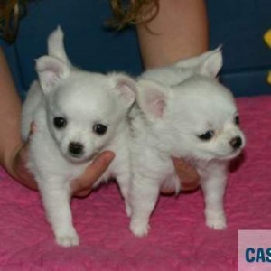 Two chihuahua  puppies for adopcion .