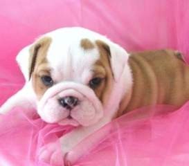 adorable english bulldog for adiption