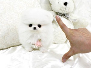 Valentiine gift.  Pomeranian puppy on adoption