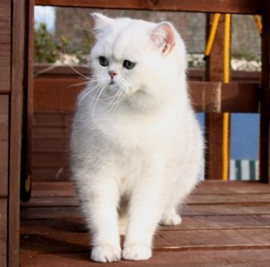 Hansom little  Persian Kitten for good home