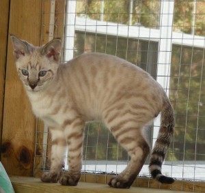 savannah kitten for free adoption