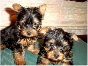 Talented &amp; Dream Yorkie Babies