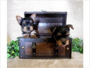 healthy yorkie puppies ready  to go now