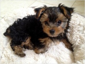 yorkie puppies need a home