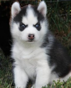 Reg Blue Eyes Siberian Husky puppies Available