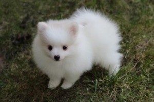 Socialized Pomeranian puppies available