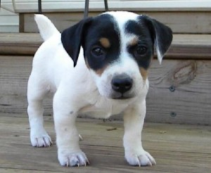 Jack Russel Puppies For A Wonderful Home.12 Weeks Old