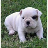 $400 English Bulldog Puppies ready for home adoption. text now at (702) 758-7997)